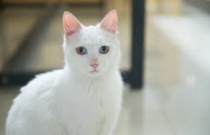 Gato White
